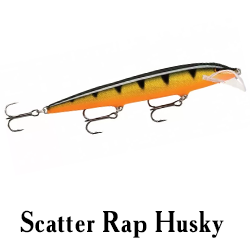 Scatter Rap Husky